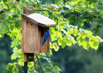 11 FREE DIY Birdhouse Plans Built for $3 - FreshPatio