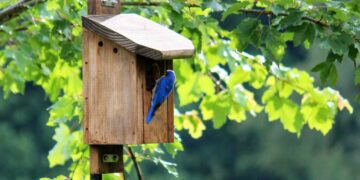 11 FREE DIY Birdhouse Plans Built for $3 - FreshPatio