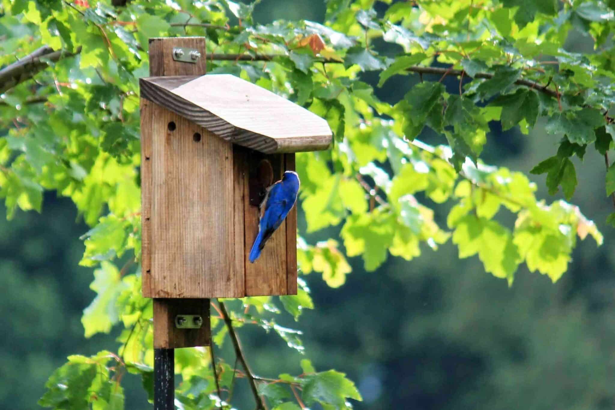 11 FREE DIY Birdhouse Plans Built for $3 - FreshPatio