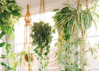 The Best 15 Indoor Hanging Plants Even A Beginner Won't Kill