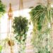 The Best 15 Indoor Hanging Plants Even A Beginner Won't Kill