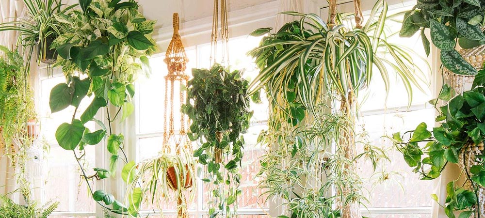 The Best 15 Indoor Hanging Plants Even A Beginner Won't Kill