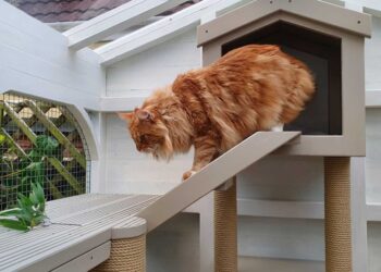 how to build a catio